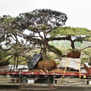 裝車現(xiàn)場(chǎng)